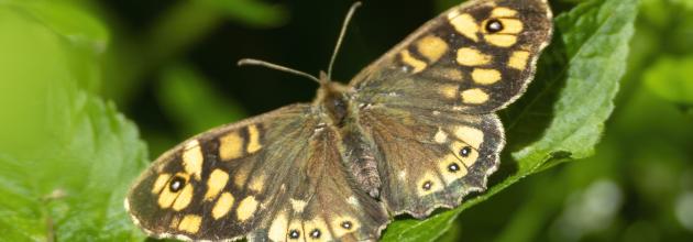 Schnmetterling