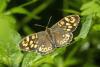 Schnmetterling