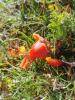 Pilz